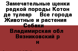 Замечательные щенки редкой породы Котон де тулеар  - Все города Животные и растения » Собаки   . Владимирская обл.,Вязниковский р-н